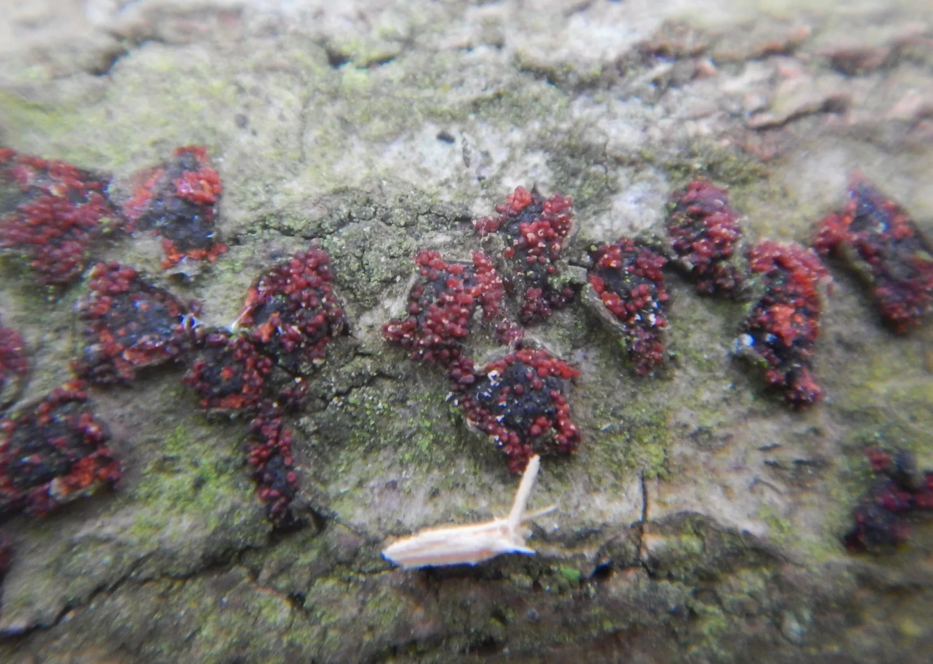 Dialonectria  diatrypellicola-23-10-25 (2)